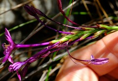 Thereianthus minutus