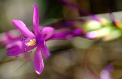 Thereianthus minutus