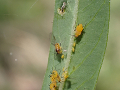 Aphis nerii