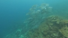 Caranx sexfasciatus