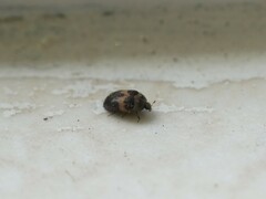 Attagenus fasciatus