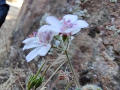Pelargonium australe