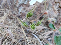 Pelargonium australe