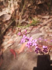 Stylidium productum