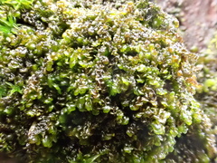 Frullania dilatata