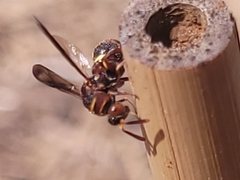 Leucospis