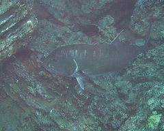 Caranx ignobilis