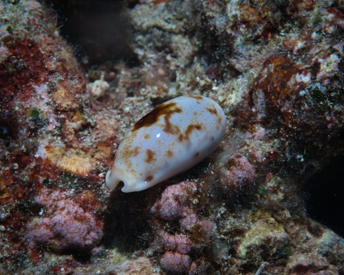 Talostolida pellucens observed 2022-12-24