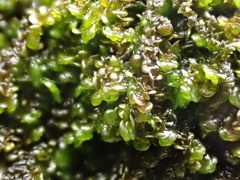 Frullania dilatata