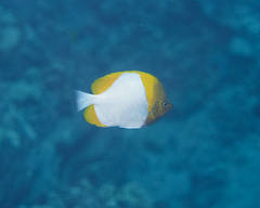 Hemitaurichthys polylepis