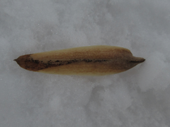 Liriodendron tulipifera