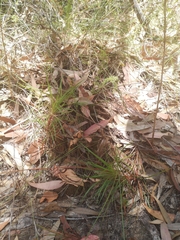 Stylidium productum