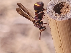 Leucospis