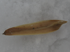 Liriodendron tulipifera