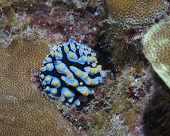 Phyllidia varicosa