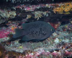 Plectroglyphidodon marginatus
