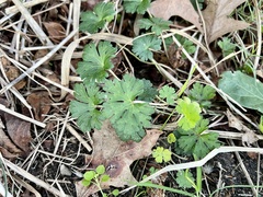 Geranium carolinianum