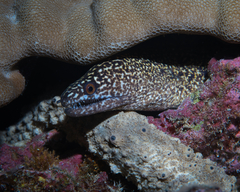 Holothuria pervicax