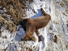 Hydropotes inermis argyropus