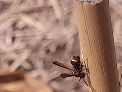Leucospis