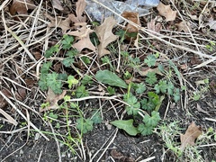Geranium carolinianum