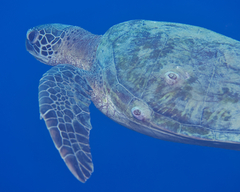 Chelonibia testudinaria