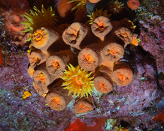 Tubastraea coccinea