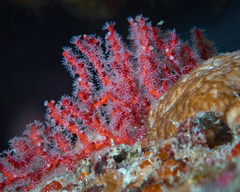 Melithaea bicolor