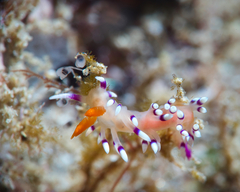 Coryphellina exoptata