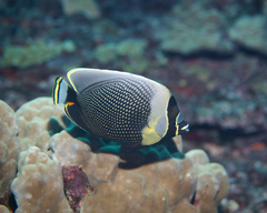 Chaetodon reticulatus