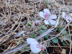 Pelargonium australe