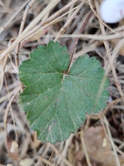 Pelargonium australe
