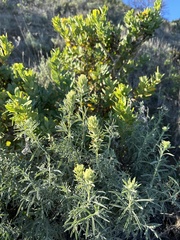 Castilleja grisea