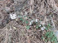 Pelargonium australe