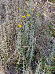 Chrysocephalum semipapposum