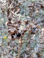 Chrysocephalum semipapposum