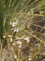Baeckea imbricata