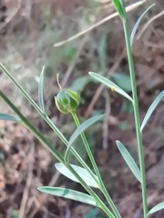 Linum marginale