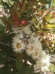 Angophora hispida