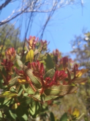 Angophora hispida