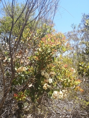 Angophora hispida