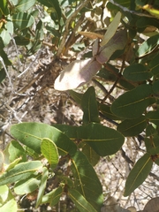 Angophora hispida