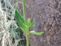 Centaurium erythraea