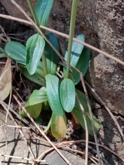 Centaurium erythraea