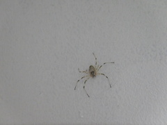 Herennia multipuncta