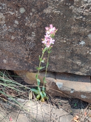 Centaurium erythraea