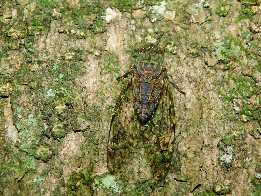 Trombonia brevicaudata