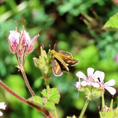Taractrocera papyria