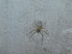 Herennia multipuncta