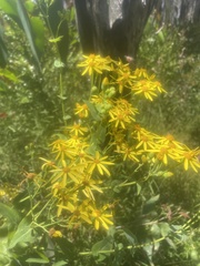 Senecio velleioides